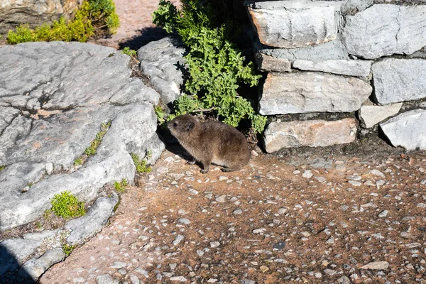 Dassie sauvage africaine sur la montagne . — Photo