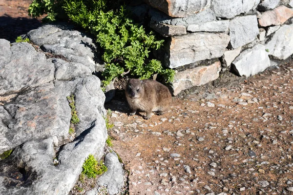 Afrykańskie dzikie dassie na górze. — Zdjęcie stockowe