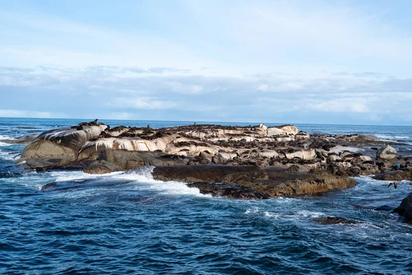 African wild seal on  island.