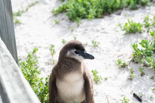 ビーチでアフリカの野生のペンギン. — ストック写真