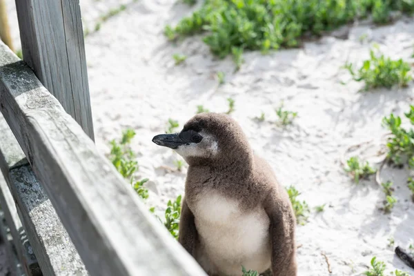 ビーチでアフリカの野生のペンギン. — ストック写真