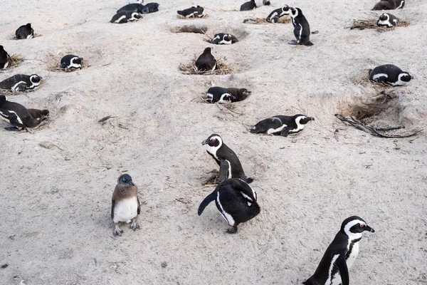 ビーチでアフリカの野生のペンギン. — ストック写真