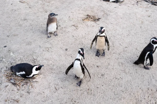 Afrikanska vilda pingviner på stranden. — Stockfoto