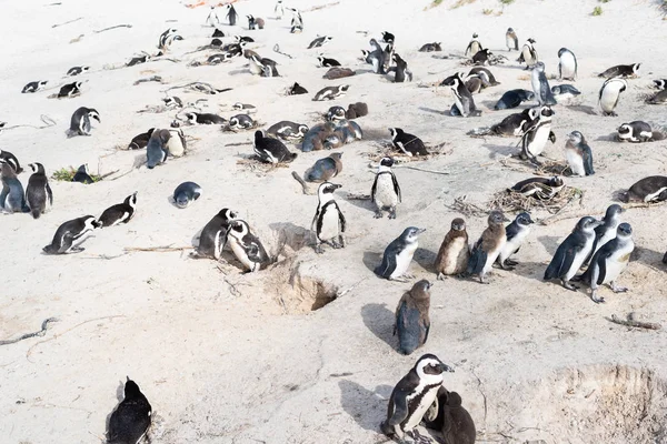 Afrikanska vilda pingviner på stranden. — Stockfoto