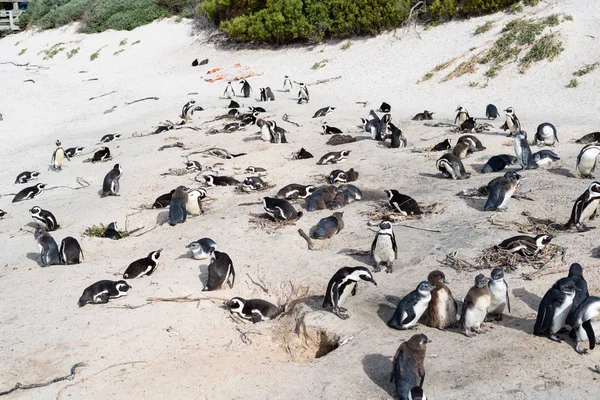 ビーチでアフリカの野生のペンギン. — ストック写真