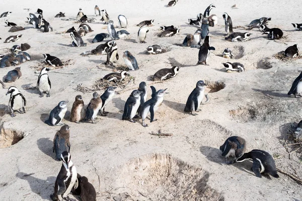 ビーチでアフリカの野生のペンギン. — ストック写真