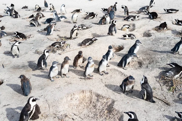 Afrikanska vilda pingviner på stranden. — Stockfoto