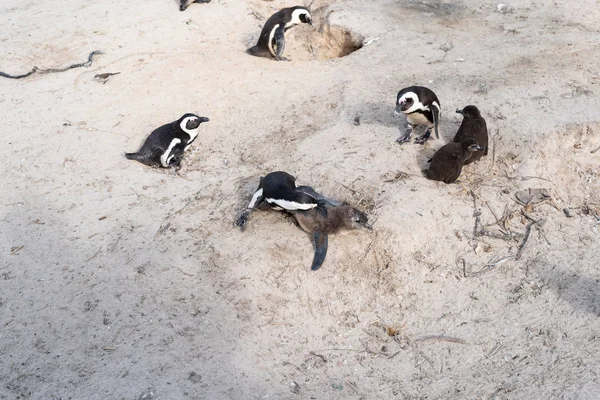 ビーチでアフリカの野生のペンギン. — ストック写真