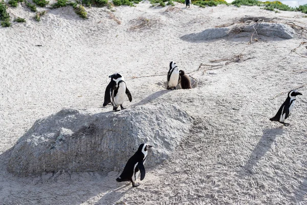 Afrikanska vilda pingviner på stranden. — Stockfoto