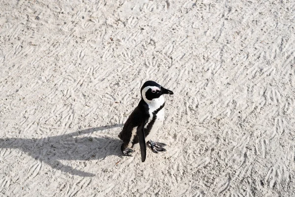 ビーチでアフリカの野生のペンギン. — ストック写真