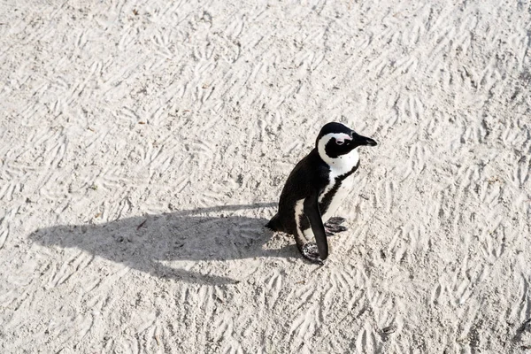 ビーチでアフリカの野生のペンギン. — ストック写真