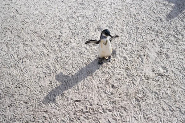 Afrikanische Wildpinguine am Strand. — Stockfoto