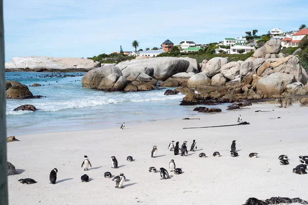 Afrikanska vilda pingviner på stranden. — Stockfoto