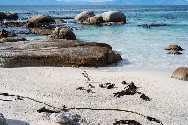 Afrikanska vilda pingviner på stranden. — Stockfoto