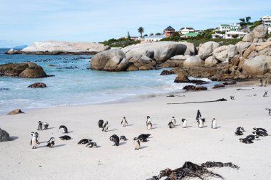 Sahilde Afrika vahşi penguenler.