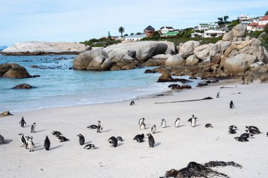 Sahilde Afrika vahşi penguenler.