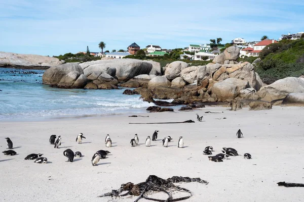 Afrikanska vilda pingviner på stranden. — Stockfoto