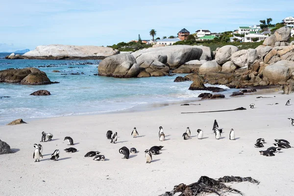 Afrikanska vilda pingviner på stranden. — Stockfoto