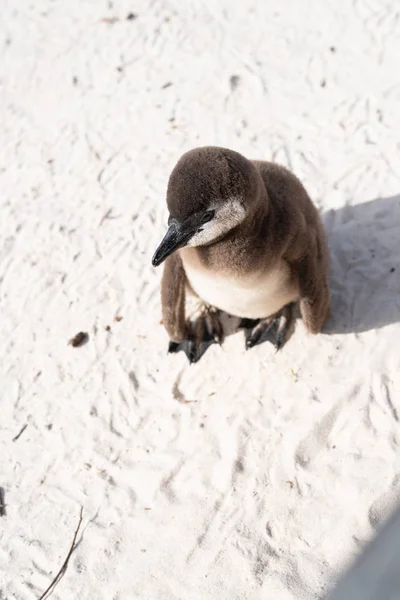 ビーチでアフリカの野生のペンギン. — ストック写真