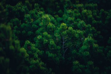 Ukrayna, Karpat Dağları seyahat