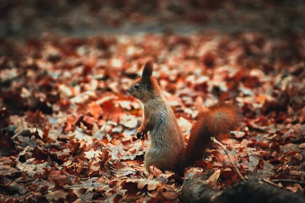 Ukrayna, Karpat Dağları seyahat