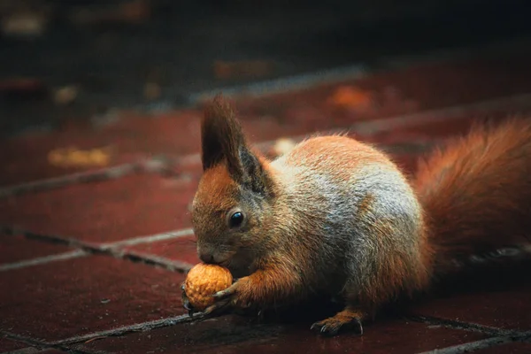 Ukrayna, Karpat Dağları seyahat