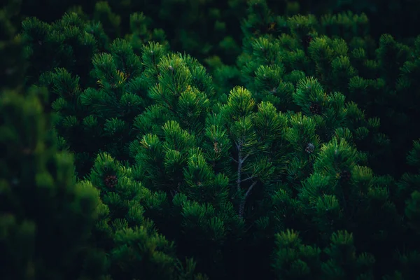 Ukrayna, Karpat Dağları seyahat