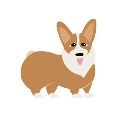 Corgi köpek izole beyaz arka plan, sevimli köpekler vektör, Galce Corgi hırka ile renk vektör