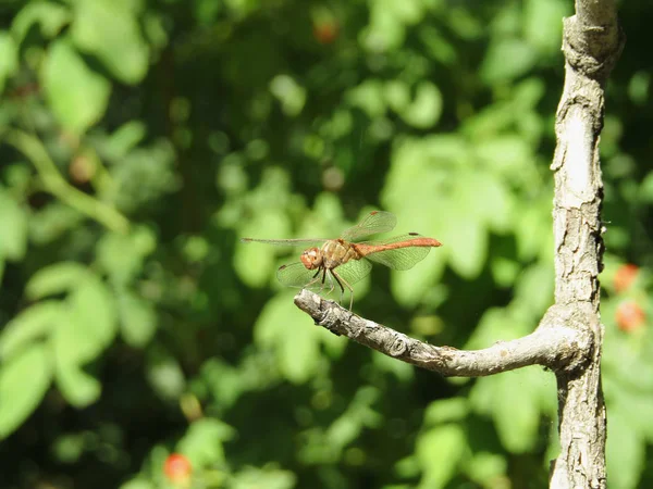 Little Dragonfly Redo För Flygningen — Stockfoto