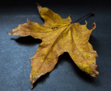 Koyu arka plan üzerinde kuru akçaağaç yaprağı