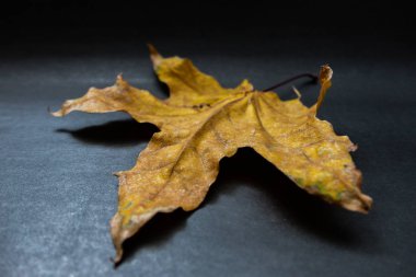 Koyu arka plan üzerinde akçaağaç yaprağı.