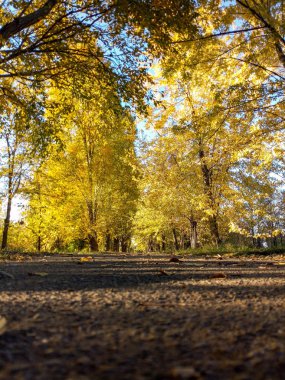sonbaharın güzel renkler