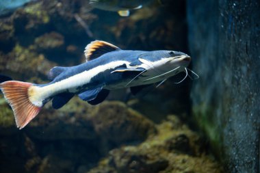Akvaryumdaki yassı kafalı yayın balığı. Düz başlı yayın balığı, Phractocephalus cinsinin tek temsilcisidir. Güzel büyük yayın balığı.. 