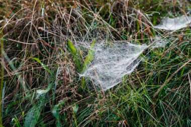 Çimenlerin arasında asılı örümcek ağı Sabah çiğ tanelerinden su damlalarıyla. 