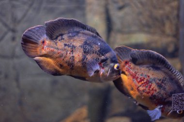 Astronotus ocellatus, cichlid familyasına ait yaygın bir akvaryum balığıdır. Astronotus ocellatus, Oscar, Peacock veya Water Buffalo olarak da bilinir.. 