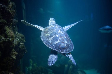 Akvaryumdaki büyük, güzel kaplumbağa. Kaplumbağa esaret altında. Metin için arkaplan, boşluk. 