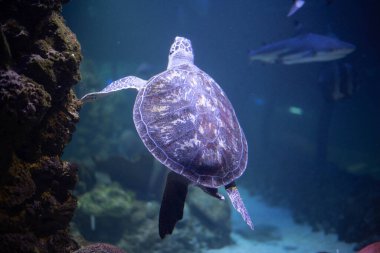 Akvaryumdaki büyük, güzel kaplumbağa. Kaplumbağa esaret altında. Metin için arkaplan, boşluk. 