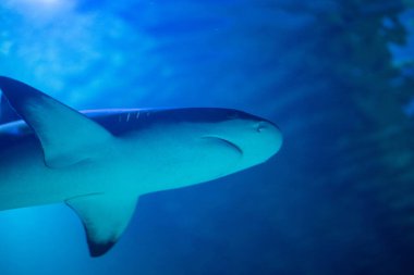 Akvaryumdaki tehditkar köpekbalığı. Köpekbalığı yakın plan. 
