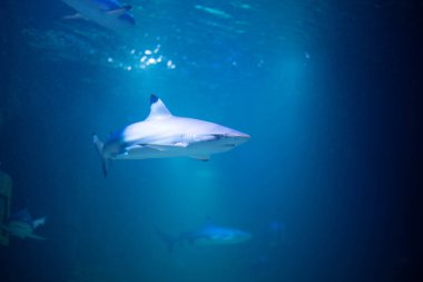 Akvaryumdaki tehditkar köpekbalığı. Köpekbalığı yakın plan. 