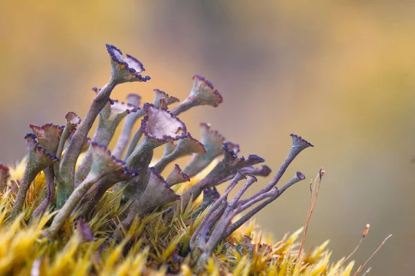 Macro Paisagem Com Grupo Líquen Kladonya Sem Forma — Fotografia de Stock