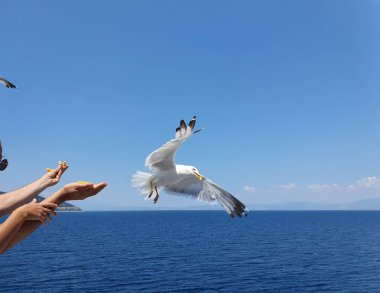 İnsanlar Feribot Tekne, Clear Sky ile Güzel Yaz Günü Üzerinde Uçan Martılar Besleme