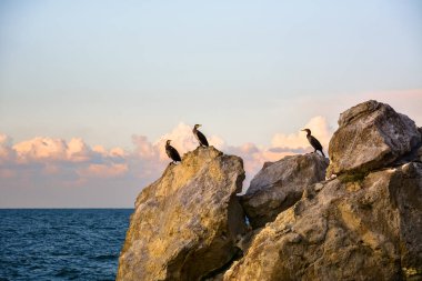 Deniz günbatımı gökyüzü karşı bir kayanın üzerinde üç büyük karabatak oturmak.