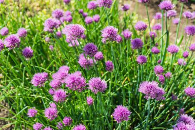 Yaz aylarında bahçede cheaves mor çiçekler (Allium schoenoprasum)