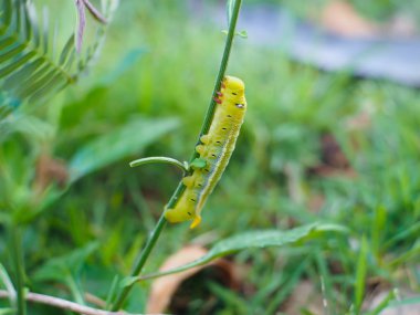 Tırtıl yeme Bahçe, makro Caterpillar kadar yakın yaprak, yaprak yeşil solucan yiyor.
