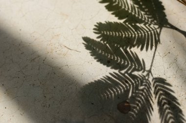 ışık ve gölge, gölge dal yaprak beton zemin üzerine bırakır.