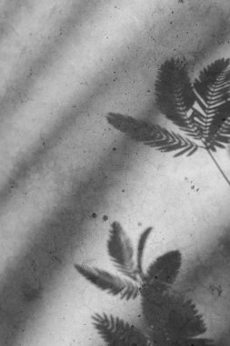 ışık ve gölge, gölge dal yaprak beton zemin üzerine bırakır.