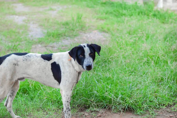 siyah ve beyaz yüz köpek, yakın Tay kadar köpek, Tay köpek yakın kadar çekim, arka plan bulanık.