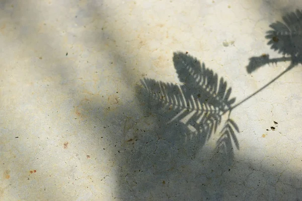 leaves in the light and shadow,Shadow branch of leaves on the concrete background.