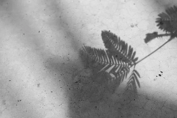 leaves in the light and shadow,Shadow branch of leaves on the concrete background.