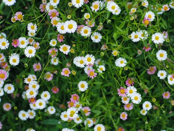 Daisy Garden Beauty Nature — Stock Photo, Image